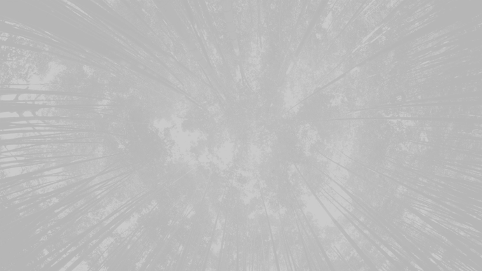 Through_The_Trees